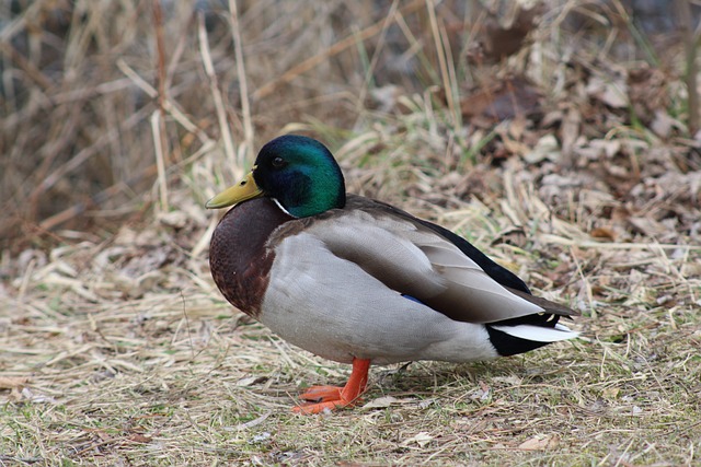 Krydsord for begyndere: De vigtigste tips til at komme i gang